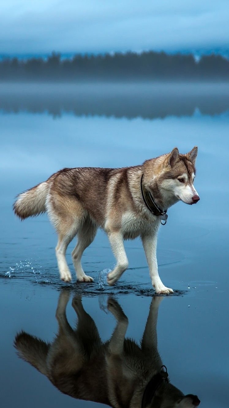 750x1340 Animal Wallpaper Wallpaper, iPhone Wallpaper. Husky dog picture, Siberian husky, Husky dogs, Phone