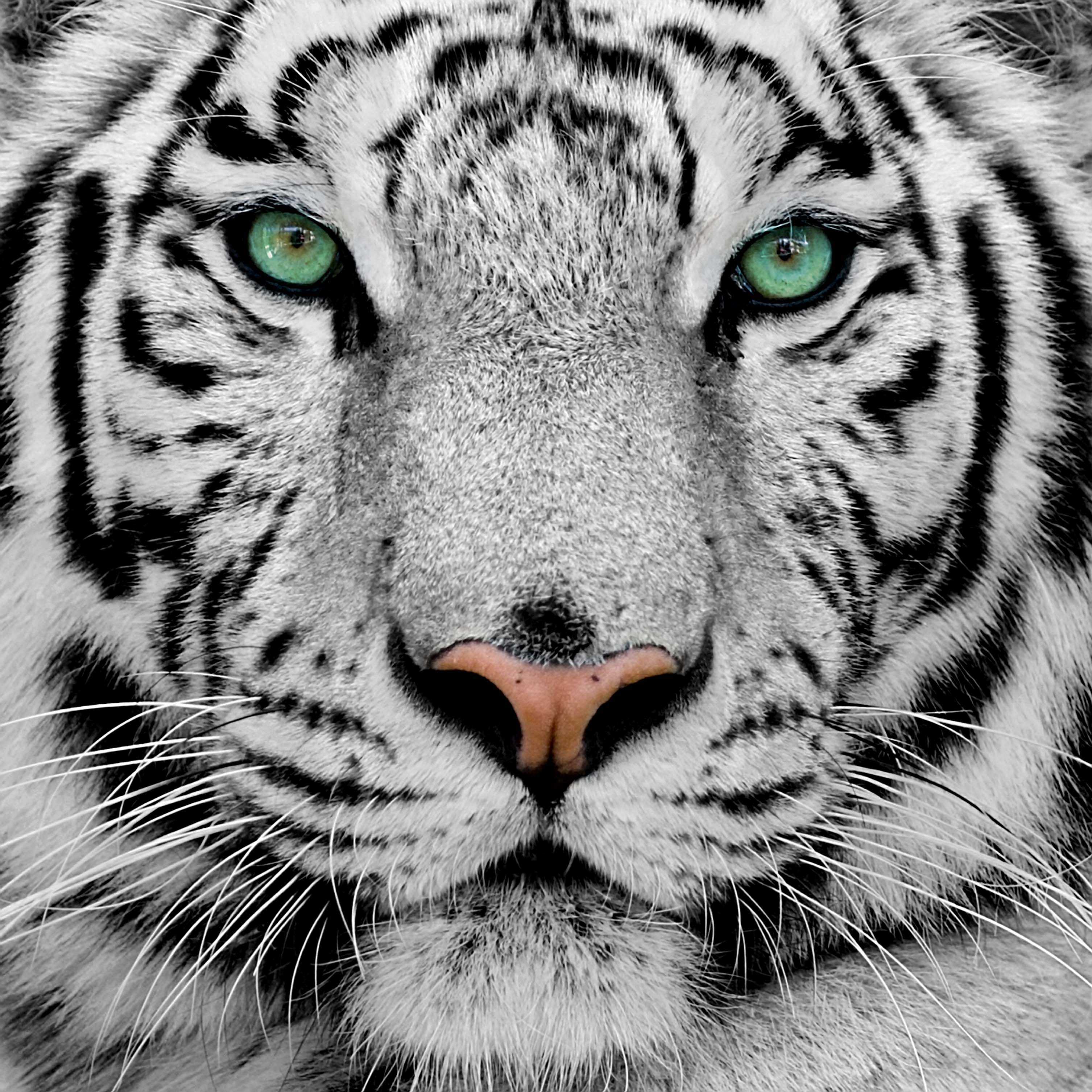 3020x3020 Free download Wallpaper HD For Mac White Tiger Tiger Tiger For Wallpaper [] for your Desktop, Mobile & Tablet. Explore Mac Tiger Wallpaper. Cool Tiger Wallpaper, HD Wallpaper Mac, Phone