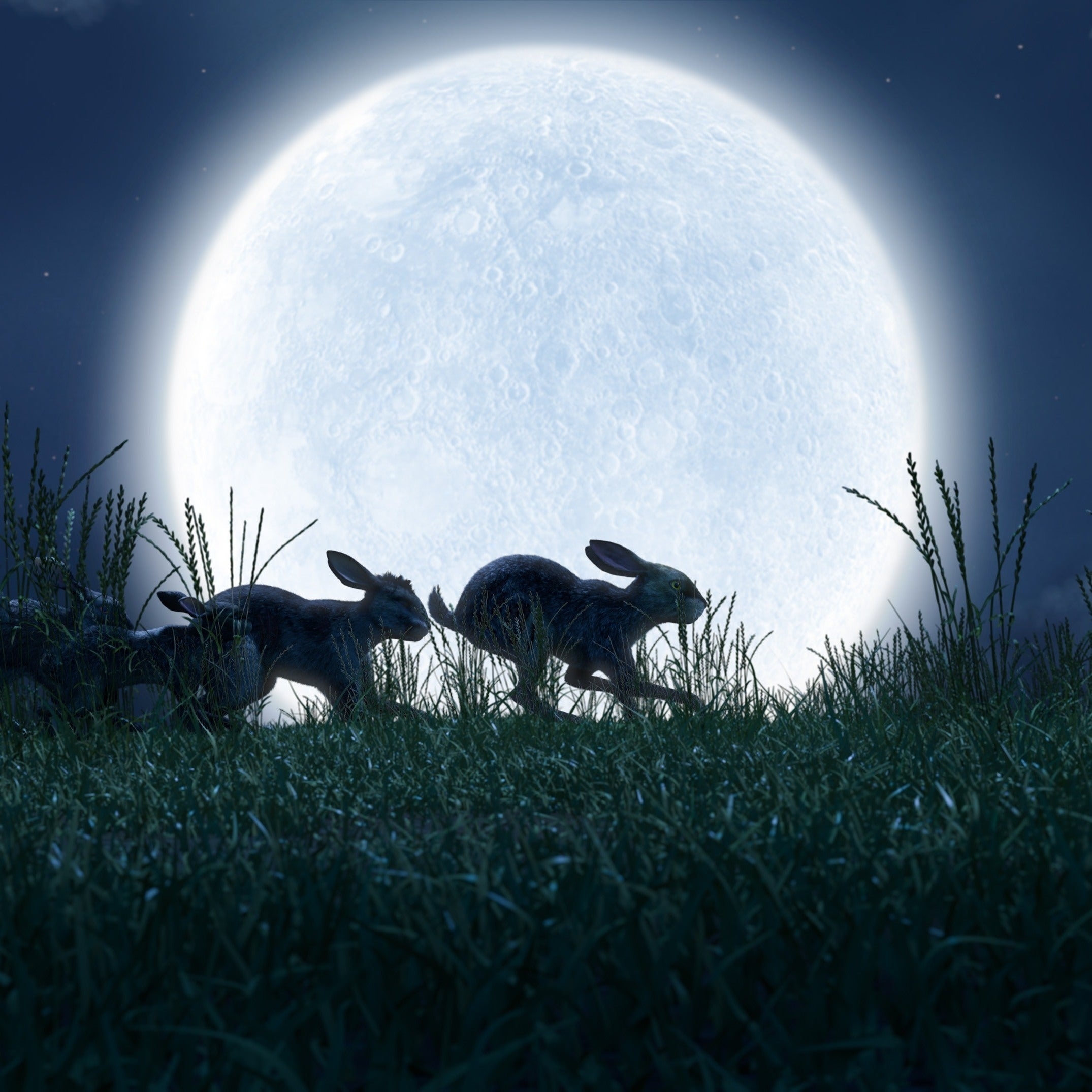 2150x2150 Watership Down [Netflix] [Videos], Phone