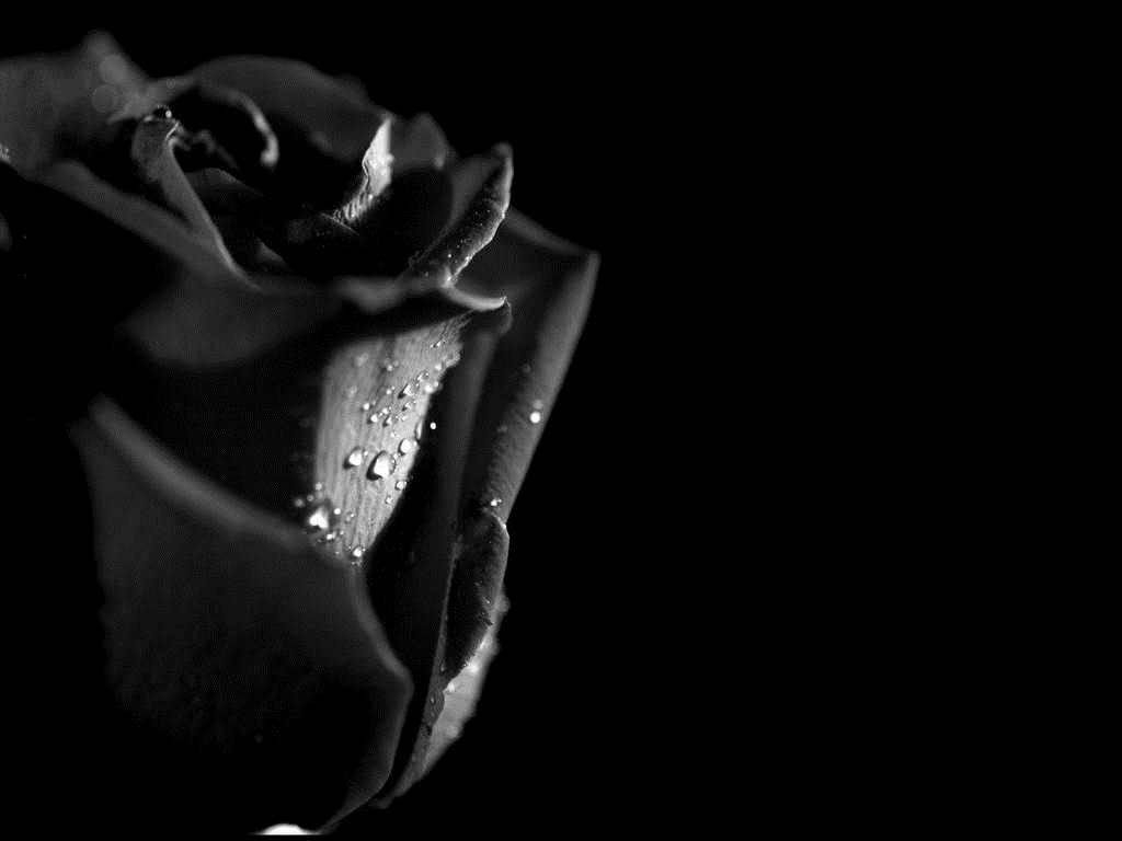 1030x770 Black Rose Best HD Wallpaper 34438, Desktop