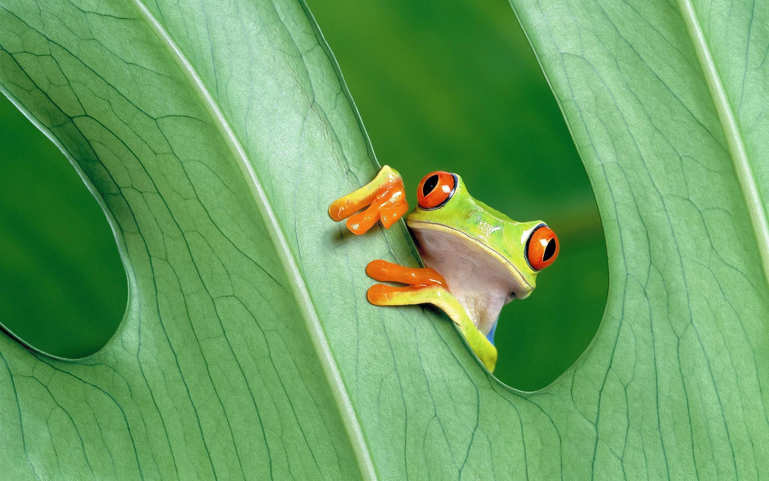 2560x1600 Red Eyed Tree Frog Wallpaper, Desktop