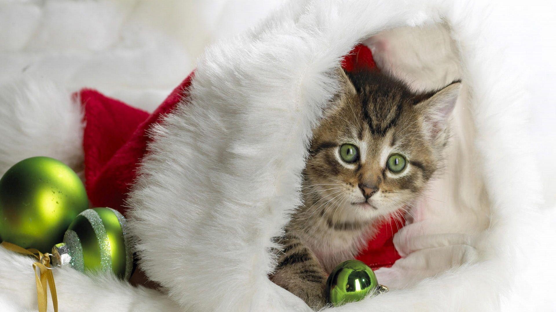 1920x1080 Christmas Kitten HD Wallpaper FullHDWpp HD Wallpaper, Desktop