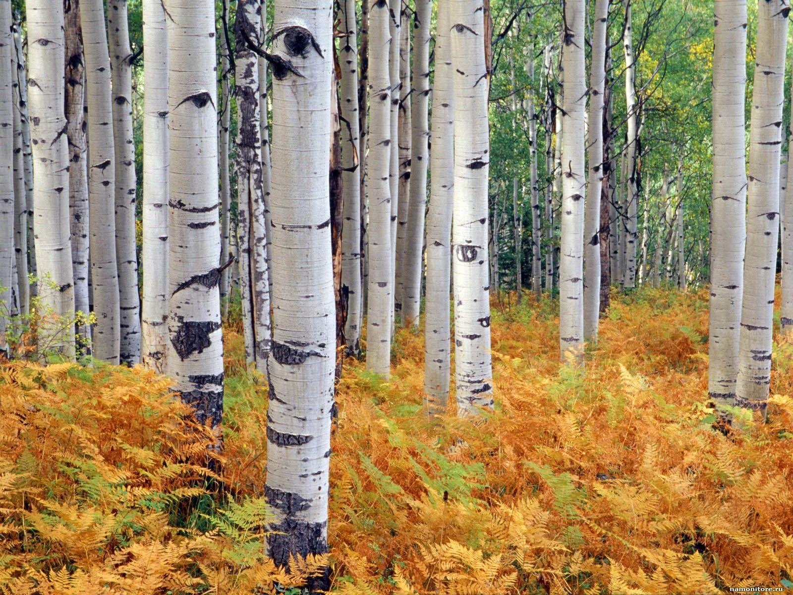 1600x1200 Birches, autumn, forest, nature, Desktop