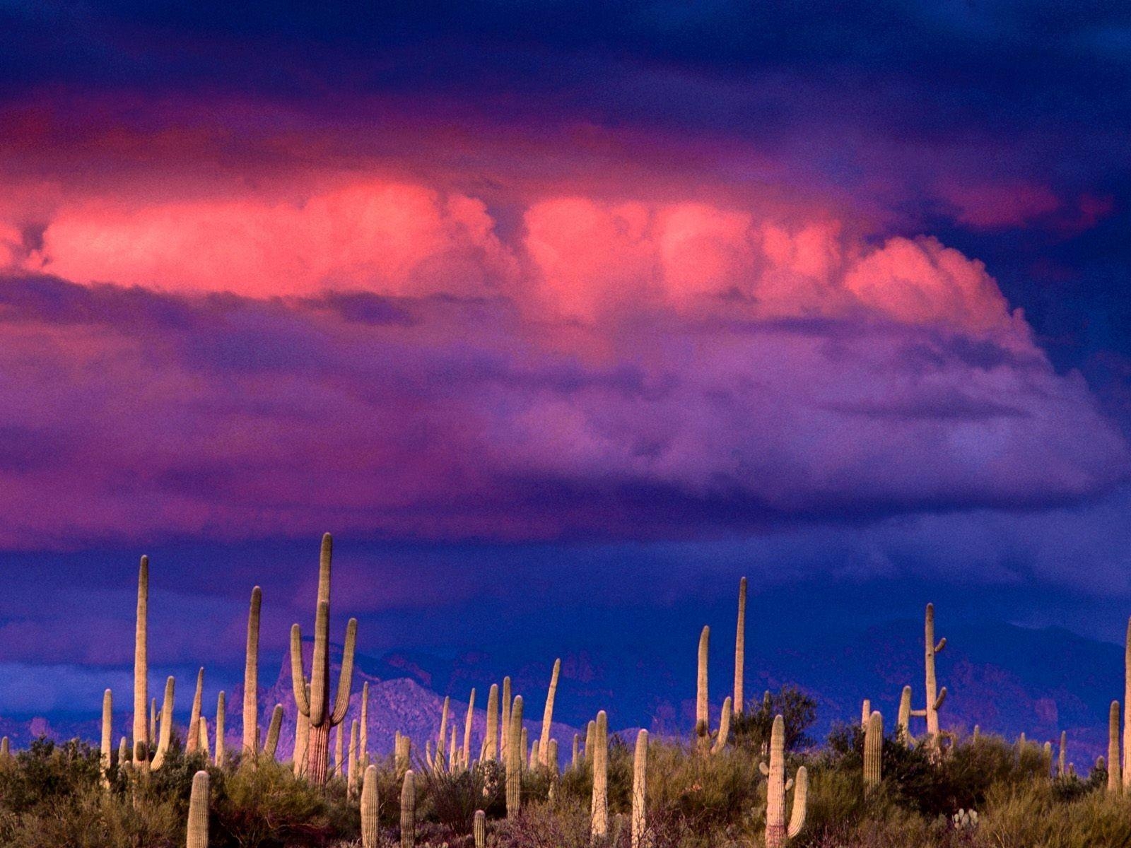 1600x1200 Nature: Untitled Saguaros Spring Storm Saguaro National Park, Desktop