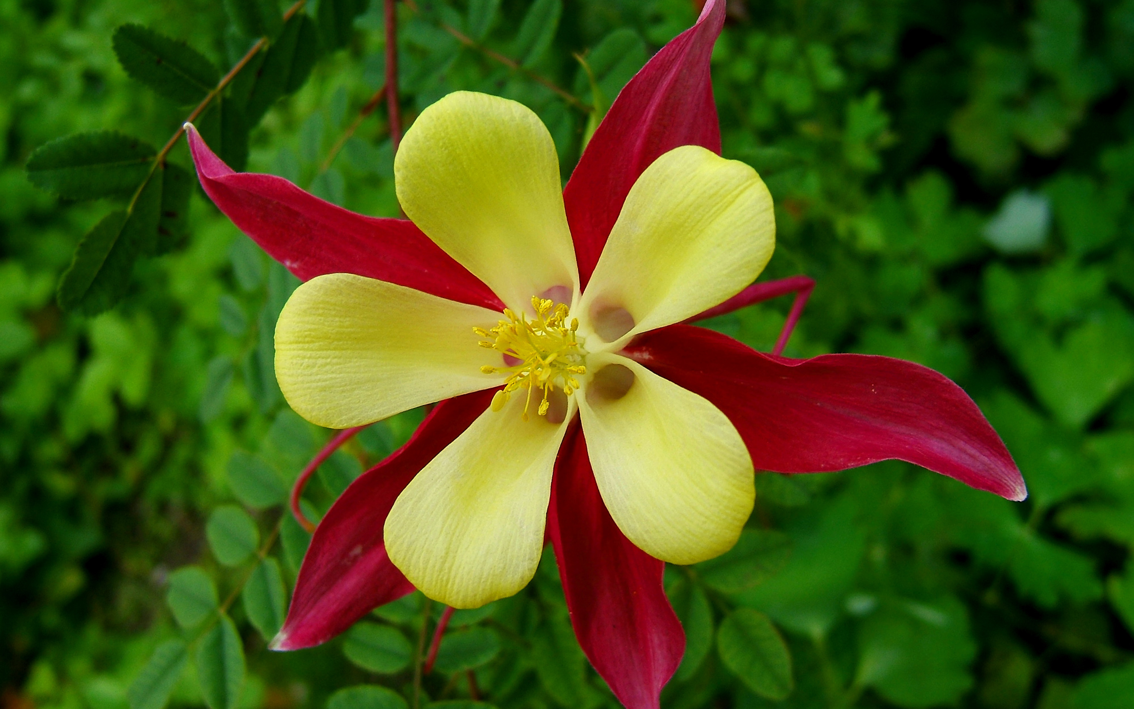 3840x2400 Mckana Giants Columbine Flower Mix Yellow And Dark Red Wallpaper For Mobile Phones Tablet And Pc , Wallpaper13.com, Desktop