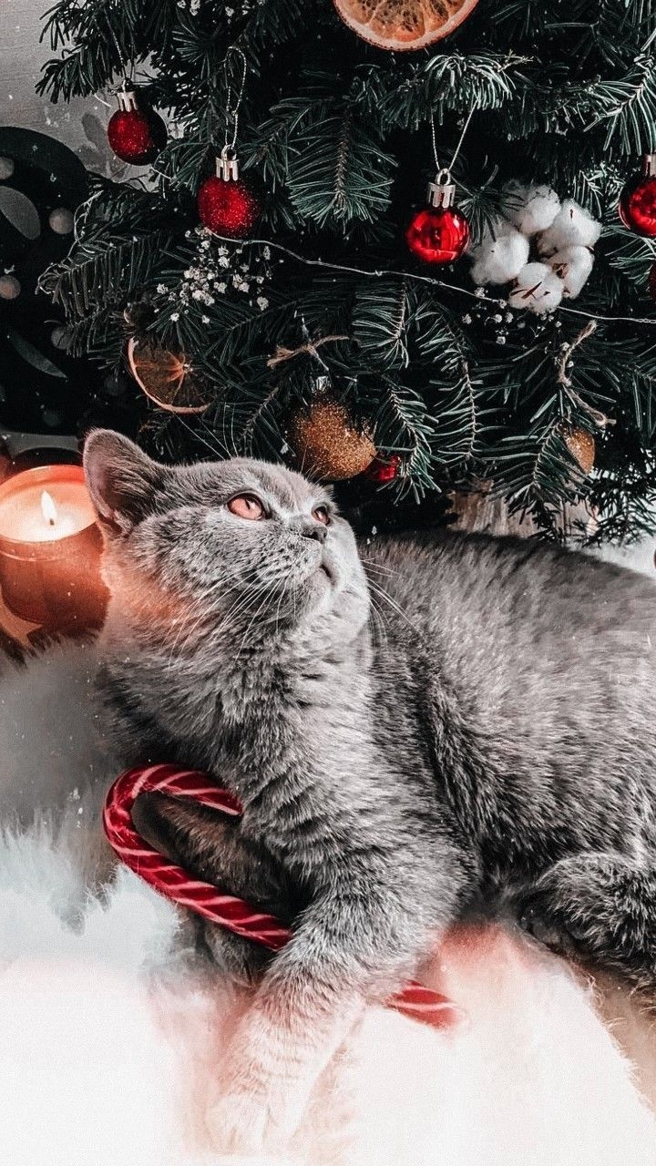 720x1280 Christmas pfp. Beautiful cats, Gorgeous cats, Cute cats, Phone