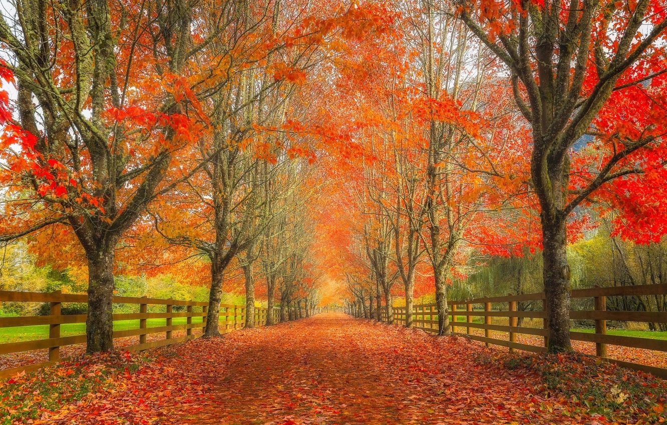 1340x850 Wallpaper road, autumn, leaves, trees, the fence, alley, Washington, Washington, Rockwood Farm, Snoqualmie, Snoqualmie image for desktop, section пейзажи, Desktop