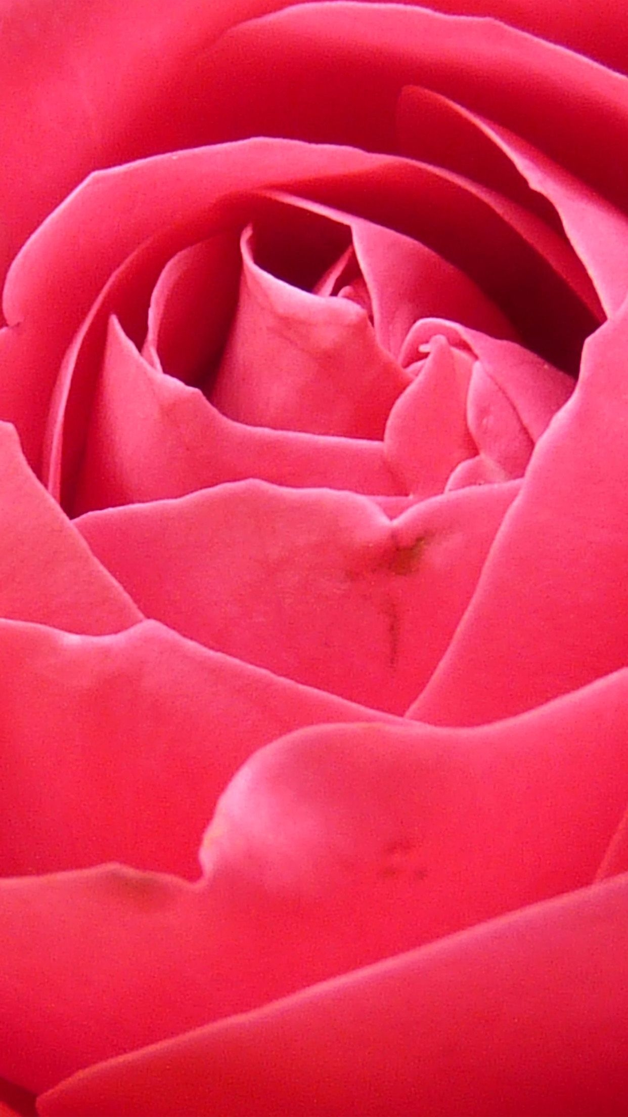 1250x2210 Pink Rose Petals Close Up Flowers iPhone HD Wallpaper HD, Phone