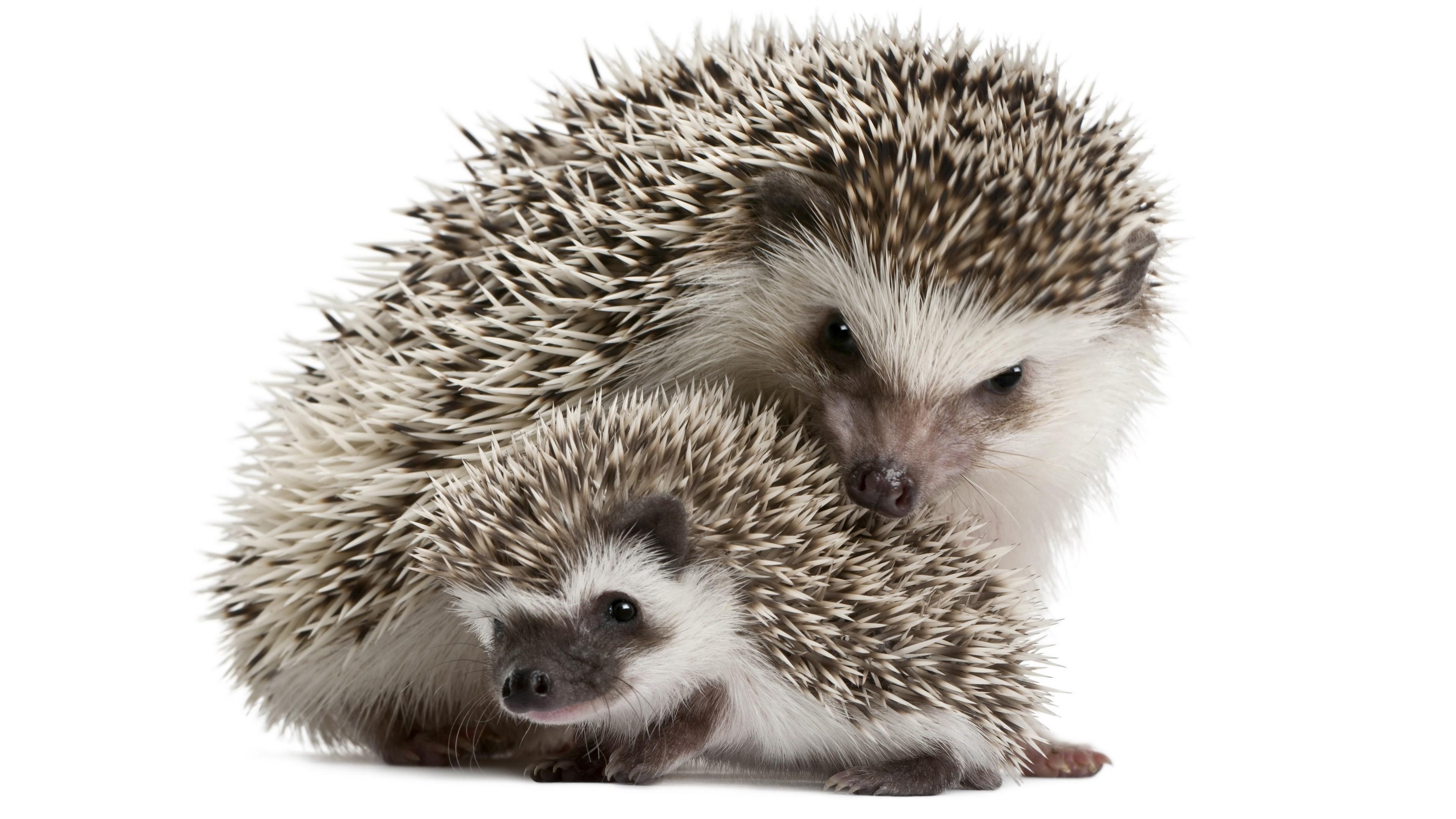 3840x2160 Sweet Hedgehogs Wallpaper. Wallpaper Studio 10, Desktop