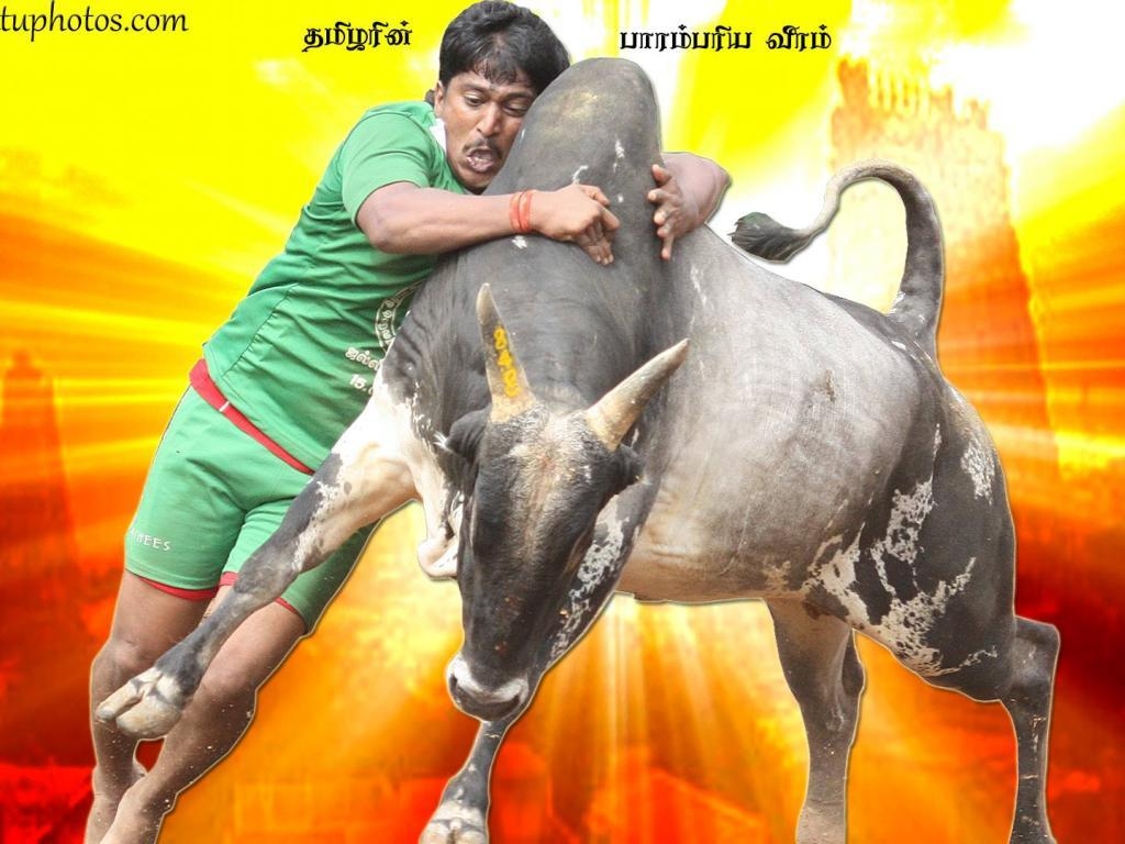 1030x770 Jallikattu Wallpaper 7 X 1080, Desktop