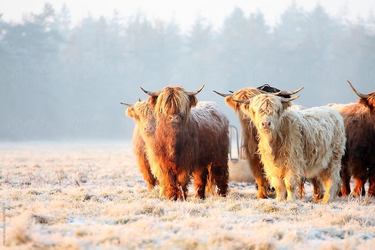 1200x800 Winter Cow Wallpaper, Desktop