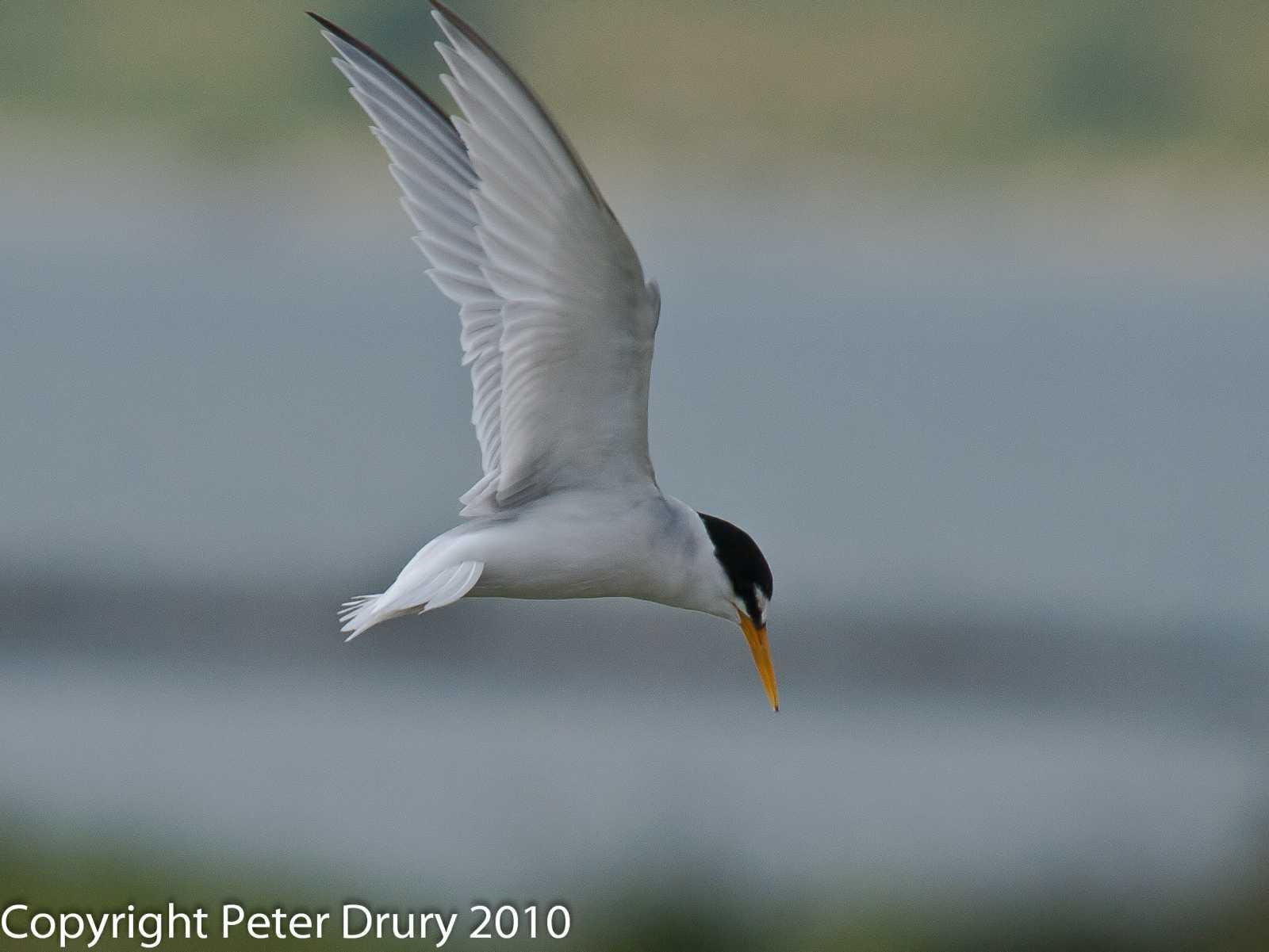 1600x1210 Tern (Sternidae), Desktop