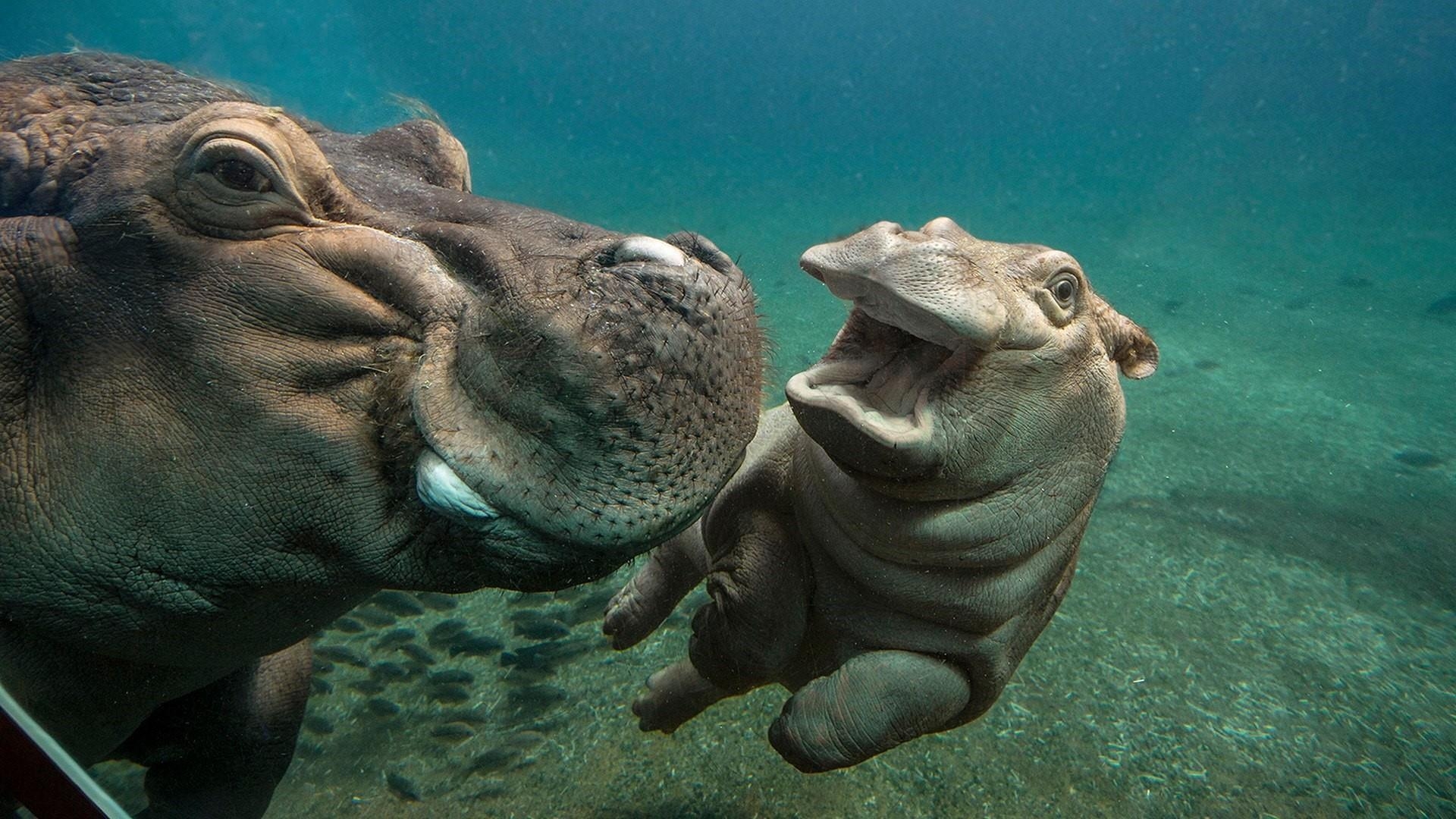 1920x1080 Hippo Baby With Mom Photography HD Wallpaper, Desktop