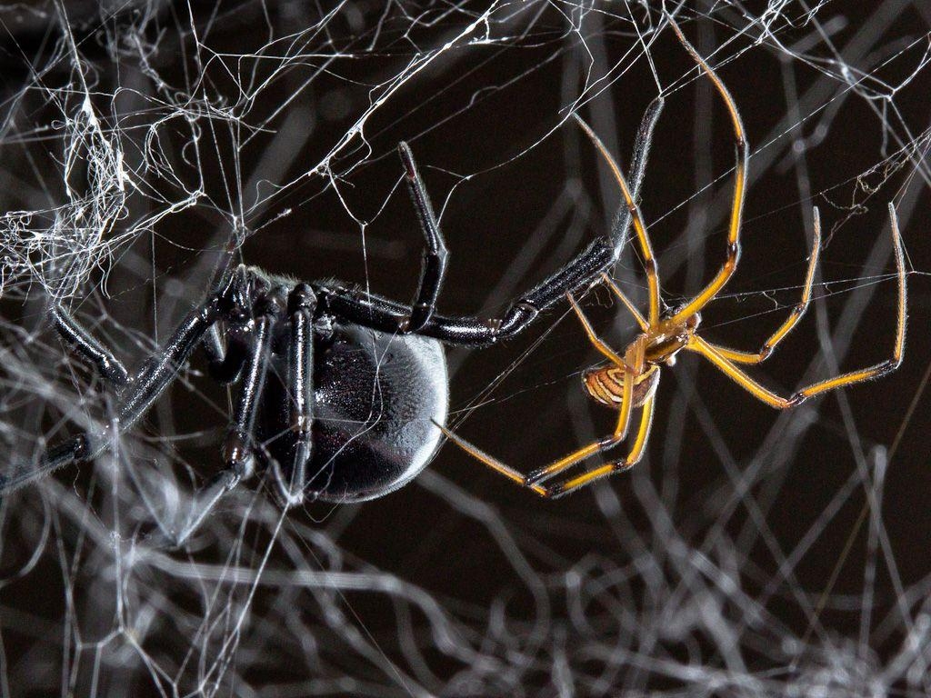 1030x770 This is a blog about spiders!, Desktop