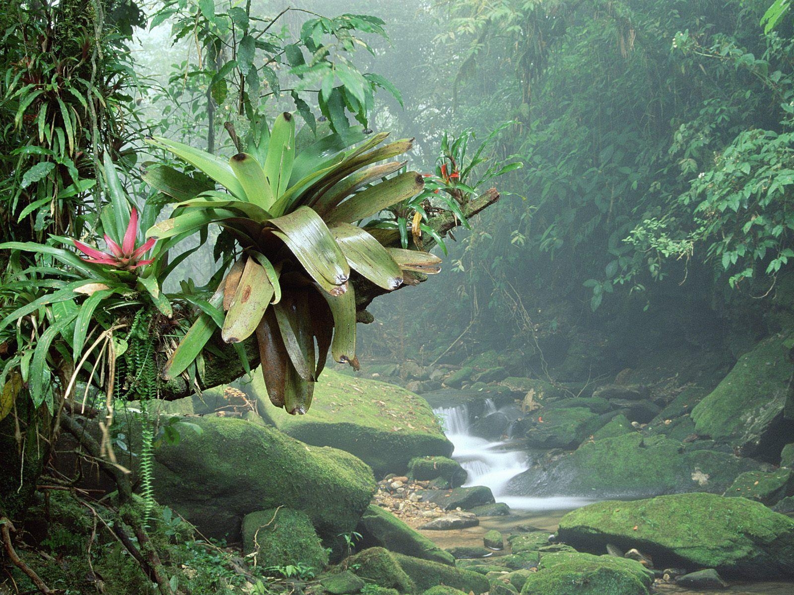 1600x1200 Rainforest Flowers Wallpaper, Desktop