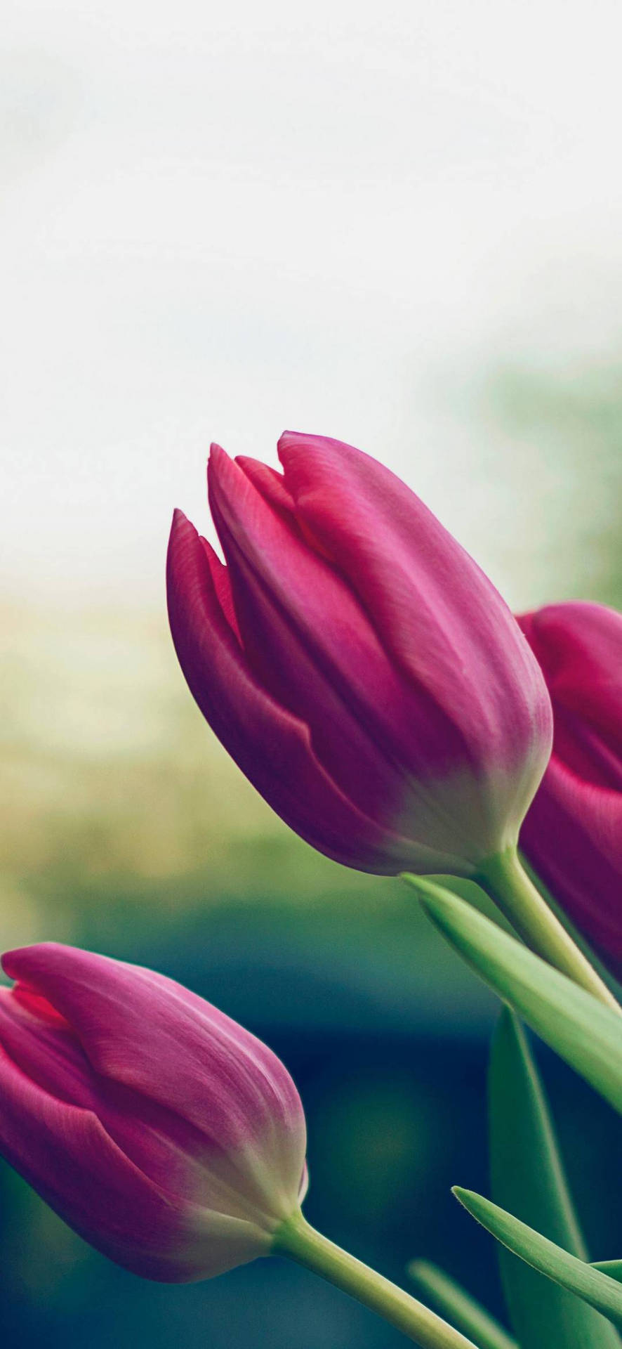 890x1920 Download Pink Tulips Flower Phone, Phone