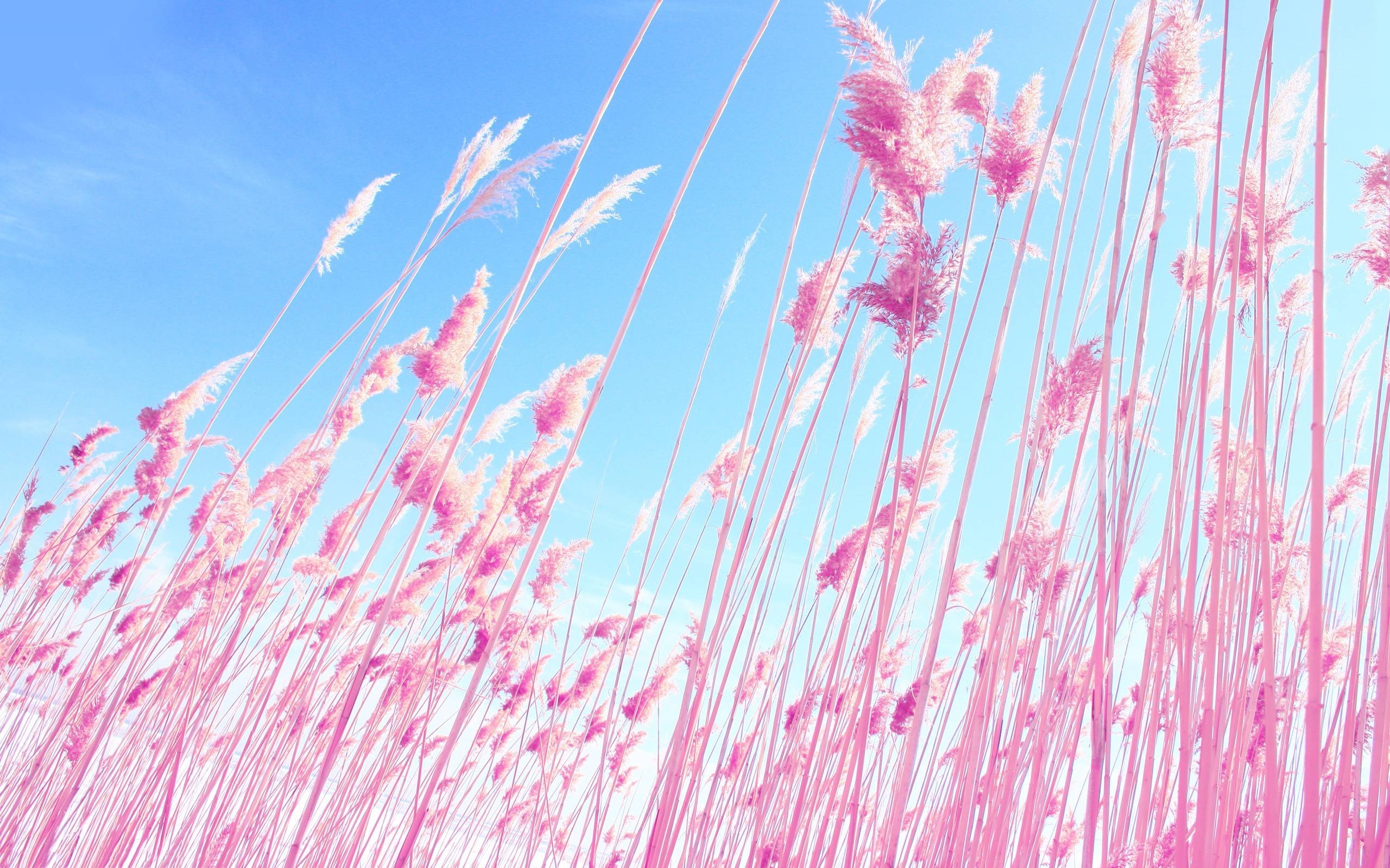 2560x1600 Pink Nature Wallpaper Full HD, Desktop