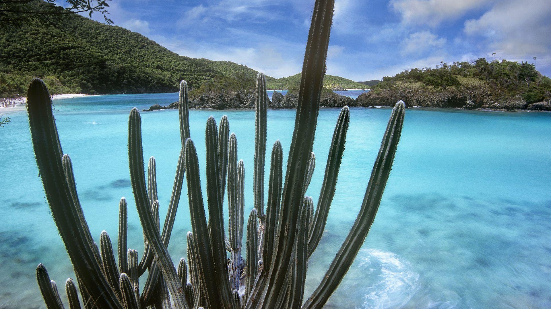 1920x1080 Cactus, Trunk Bay, Virgin Islands National Park, Virgin Isla Full, Desktop