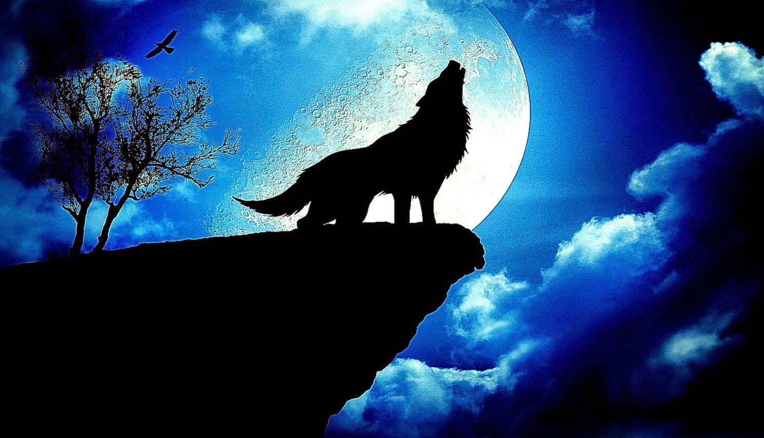 1490x860 Free download Blue Wolf Best HD Wallpaper Quality, Desktop