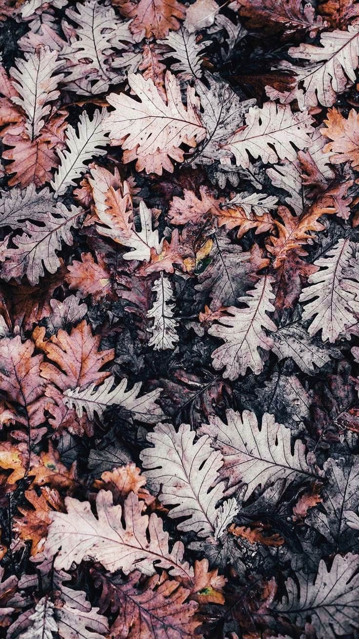 740x1310 Gorgeous Happy Fall iPhone X Wallpaper. Preppy Wallpaper. Fall wallpaper, Preppy wallpaper, Oak leaf art, Phone