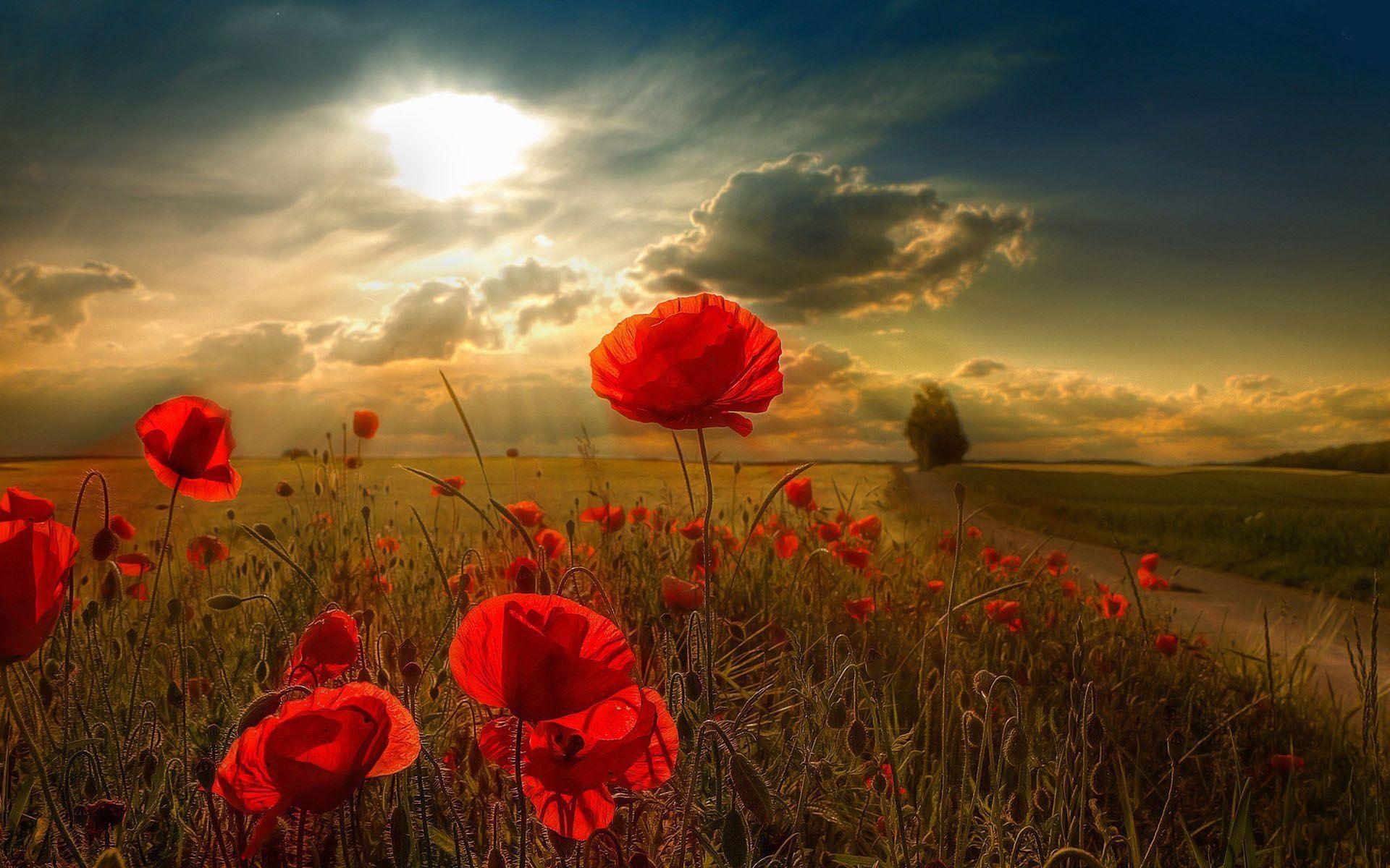 1920x1200 poppy flower wallpaper, Desktop