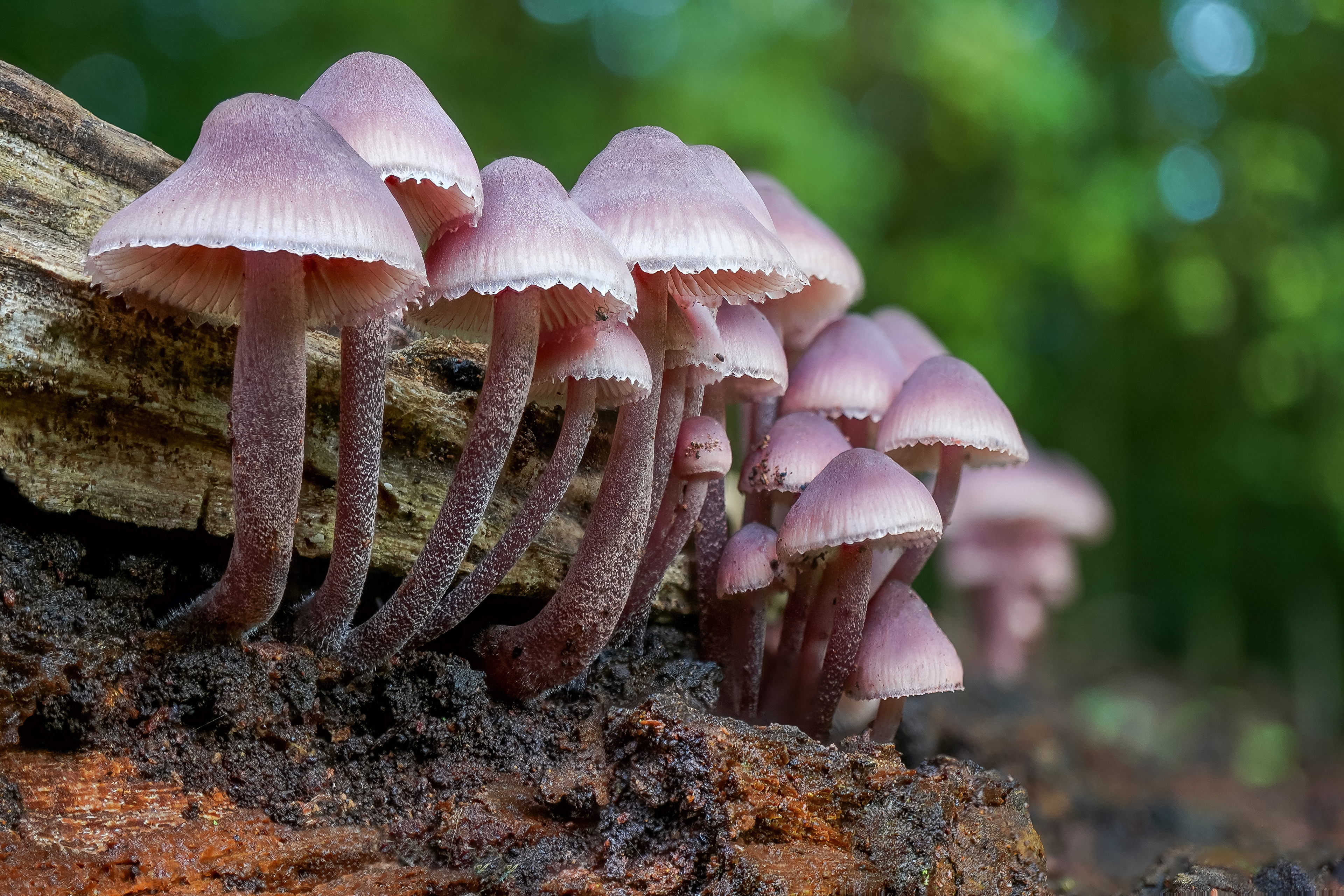 3840x2570 Mushroom 4K, Macro, Nature Gallery HD Wallpaper, Desktop