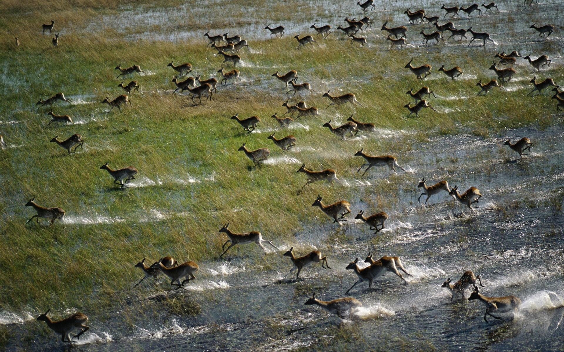 1920x1200 Botswana HD wallpaper, Desktop