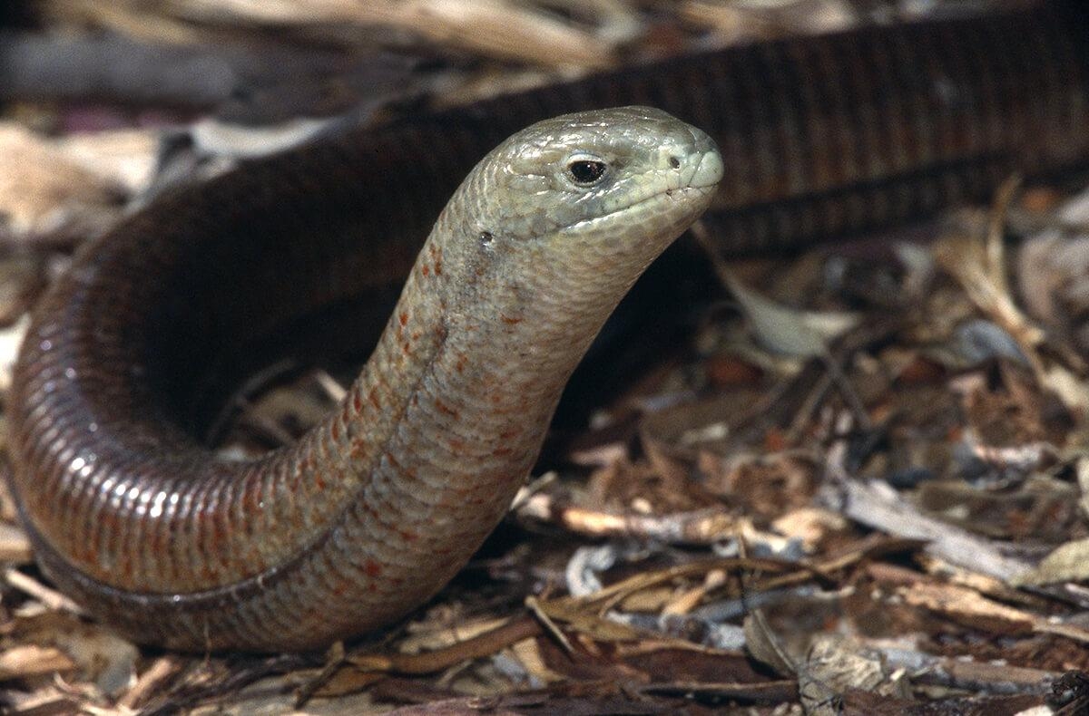 1200x790 Lizard. San Diego Zoo Animals & Plants, Desktop