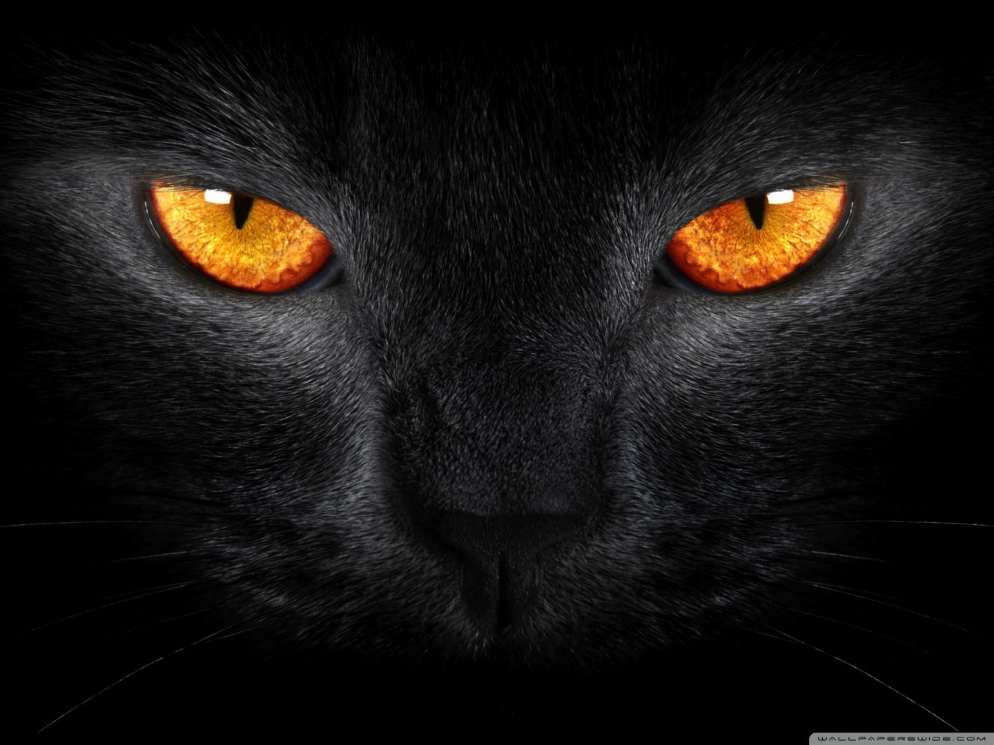 1440x1080 Black Cat Wallpaper 4K (), Desktop