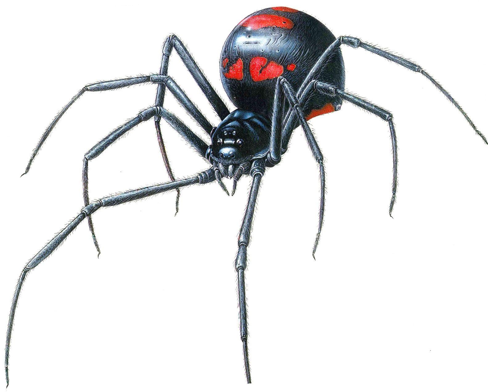 1590x1280 Black Widow Spider (Latrodectus), Desktop