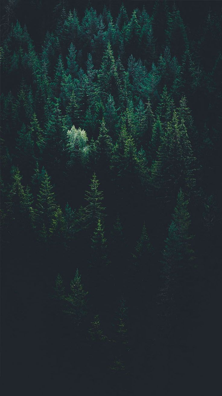 740x1310 Bringing The Forest To You With 9 Free iPhone X Wallpaper, Phone