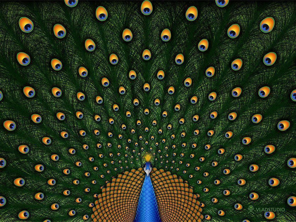 1030x770 Peacock Wallpaper and Picture Items, Desktop