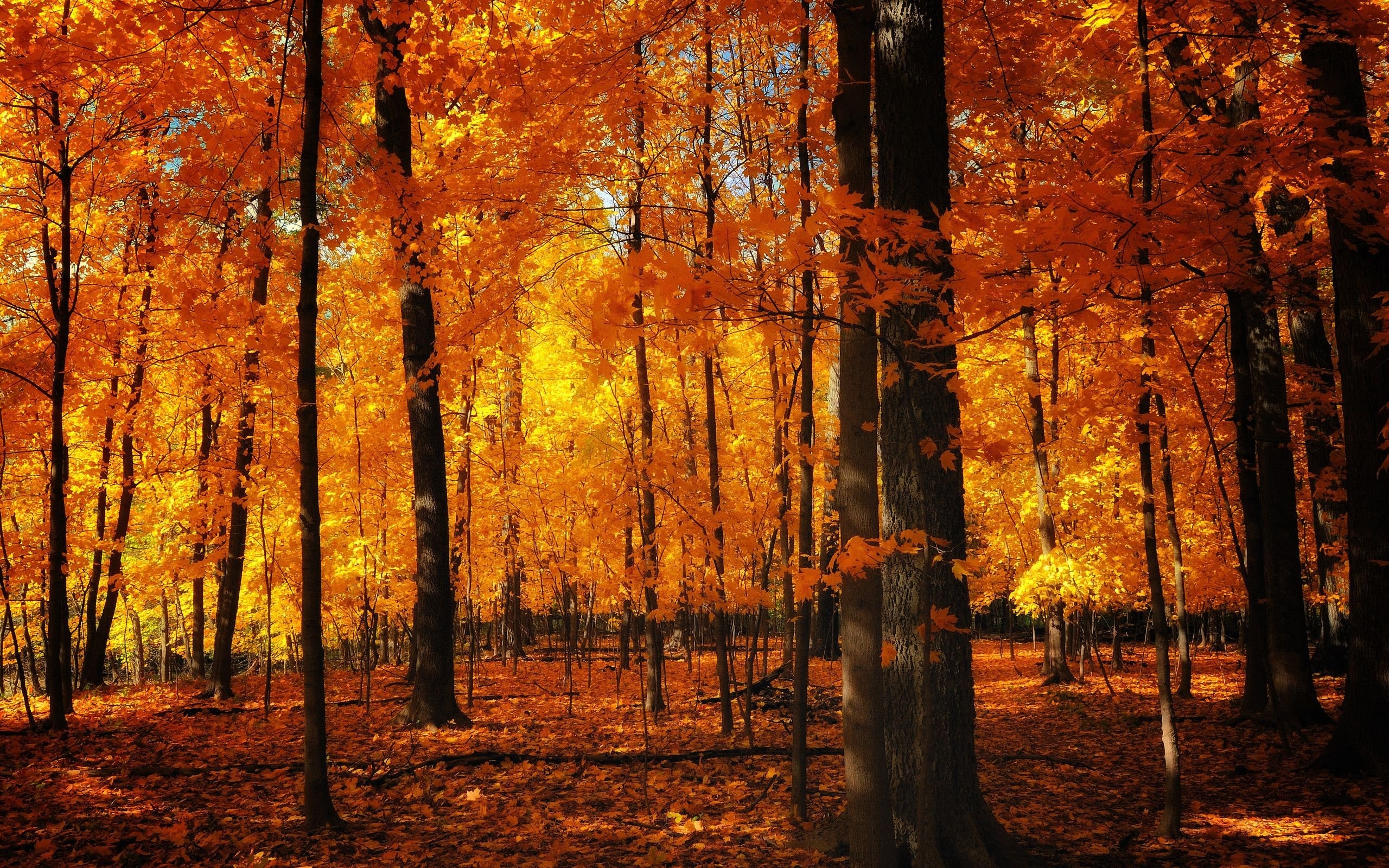 2560x1600 Fall Aesthetic Wallpaper Free Fall Aesthetic Background, Desktop