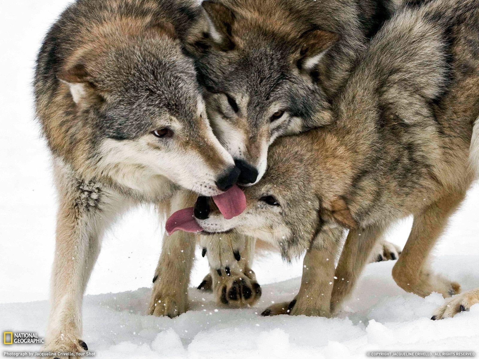 1600x1200 Timber Wolves, Desktop