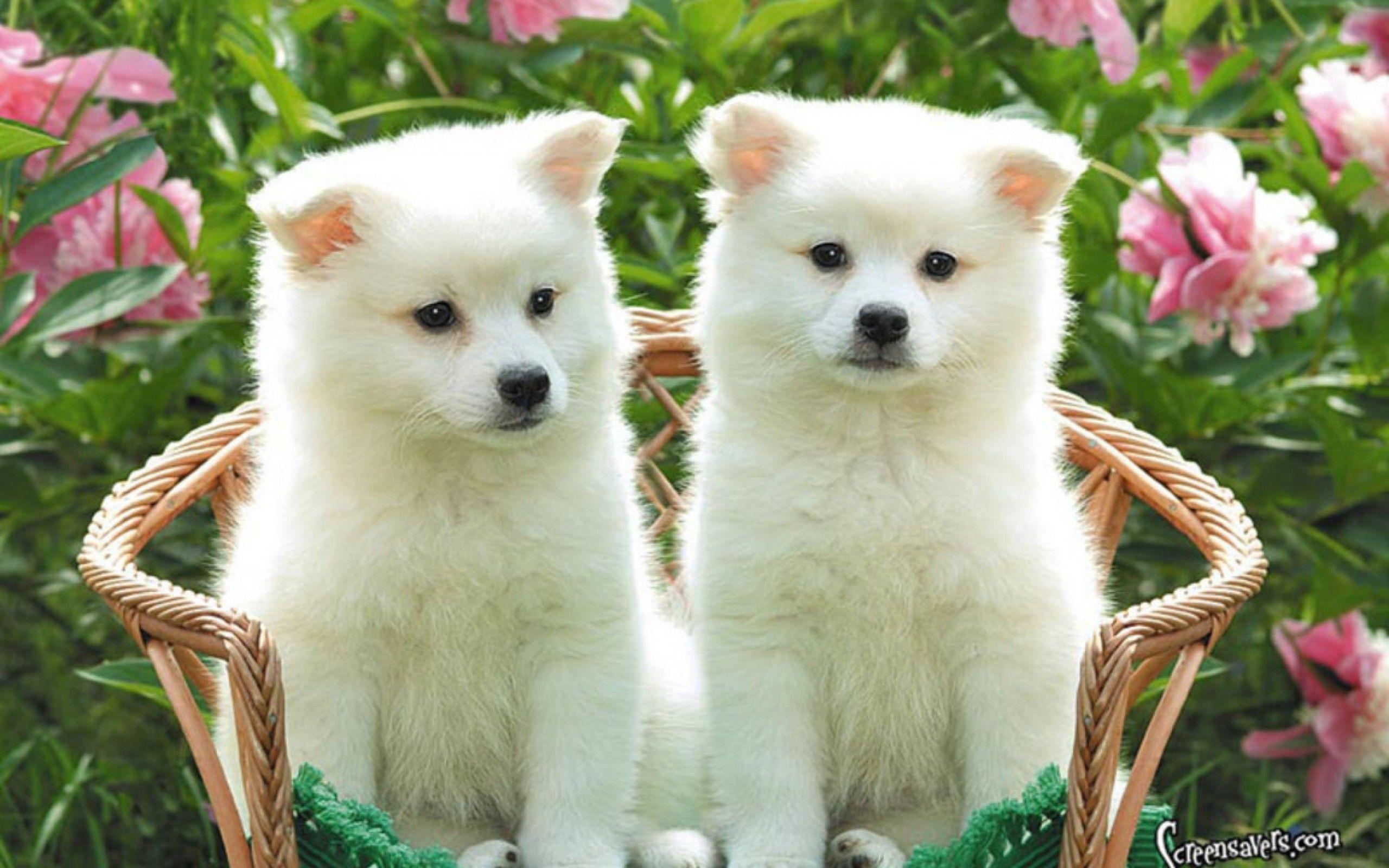 2560x1600 Puppy Wallpaper, Desktop