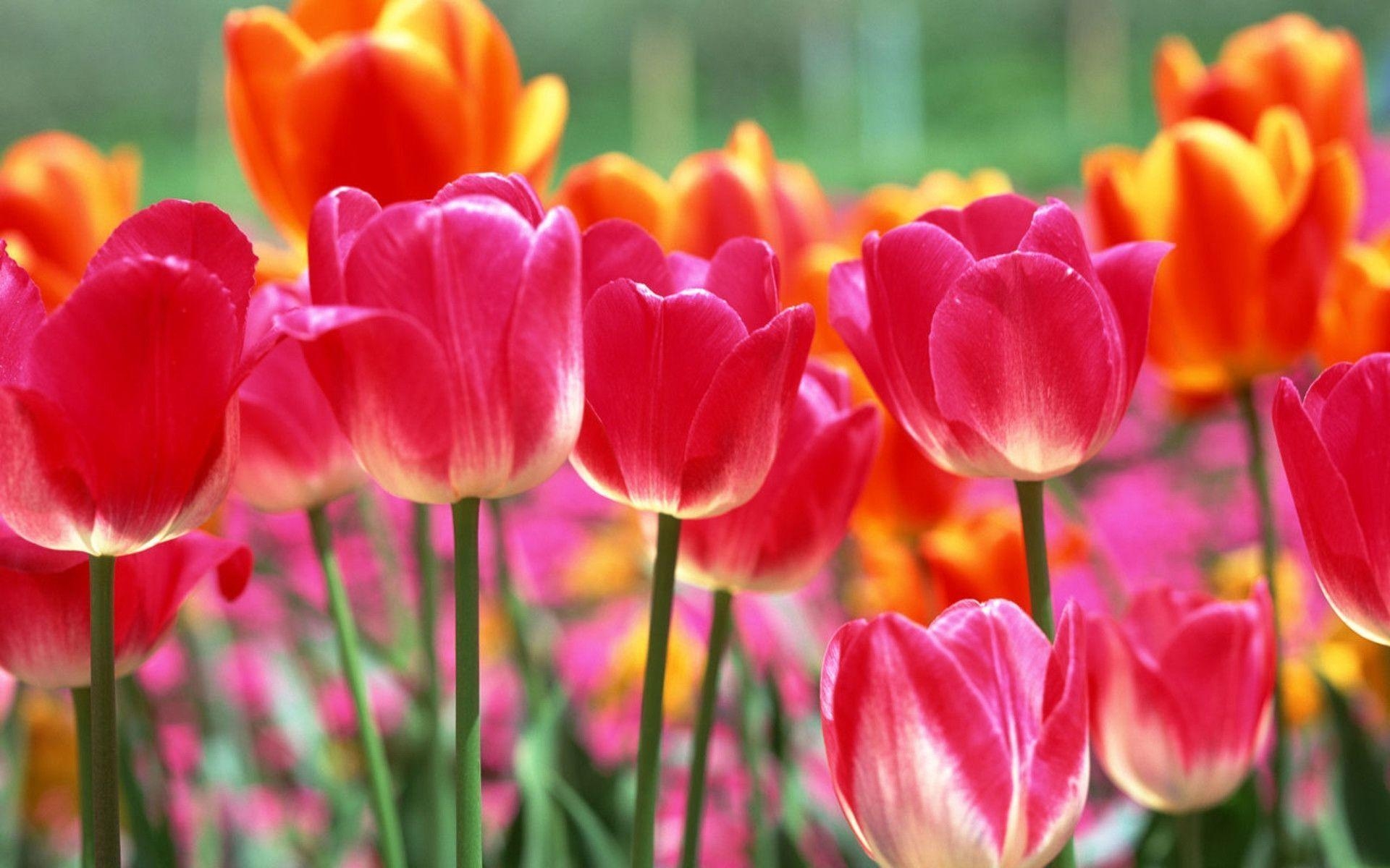 1920x1200 Tulips free picture, Desktop