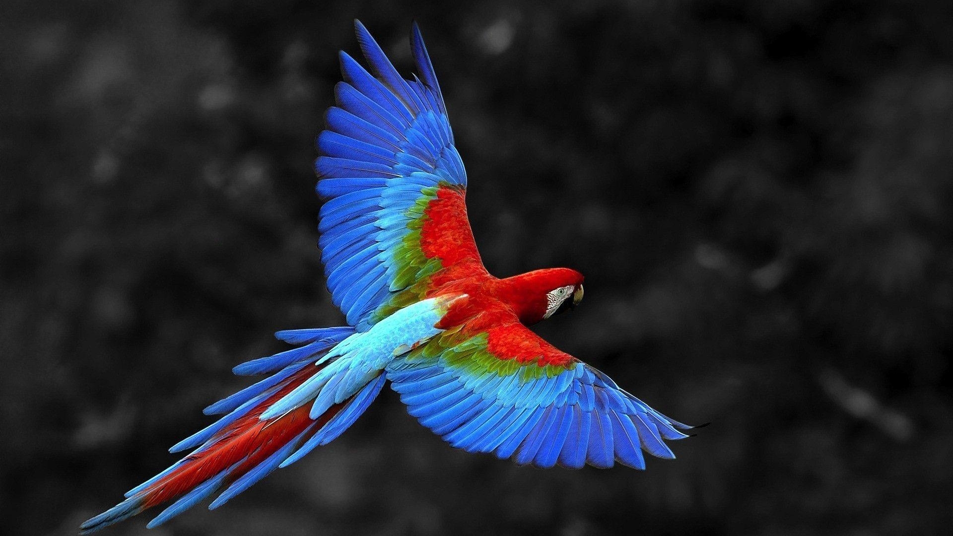 1920x1080 Colorful parrot flying wallpaper. Animal Wallpaper. HD, Desktop