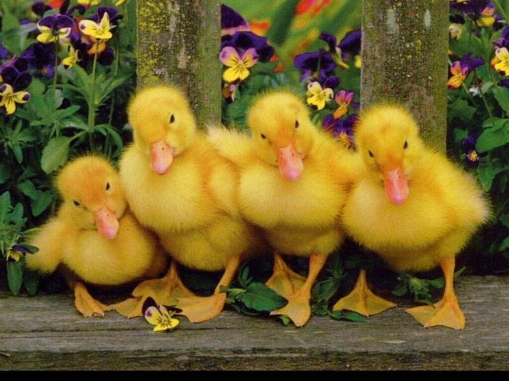 1030x770 Animals HQ wallpaper and picture, Desktop