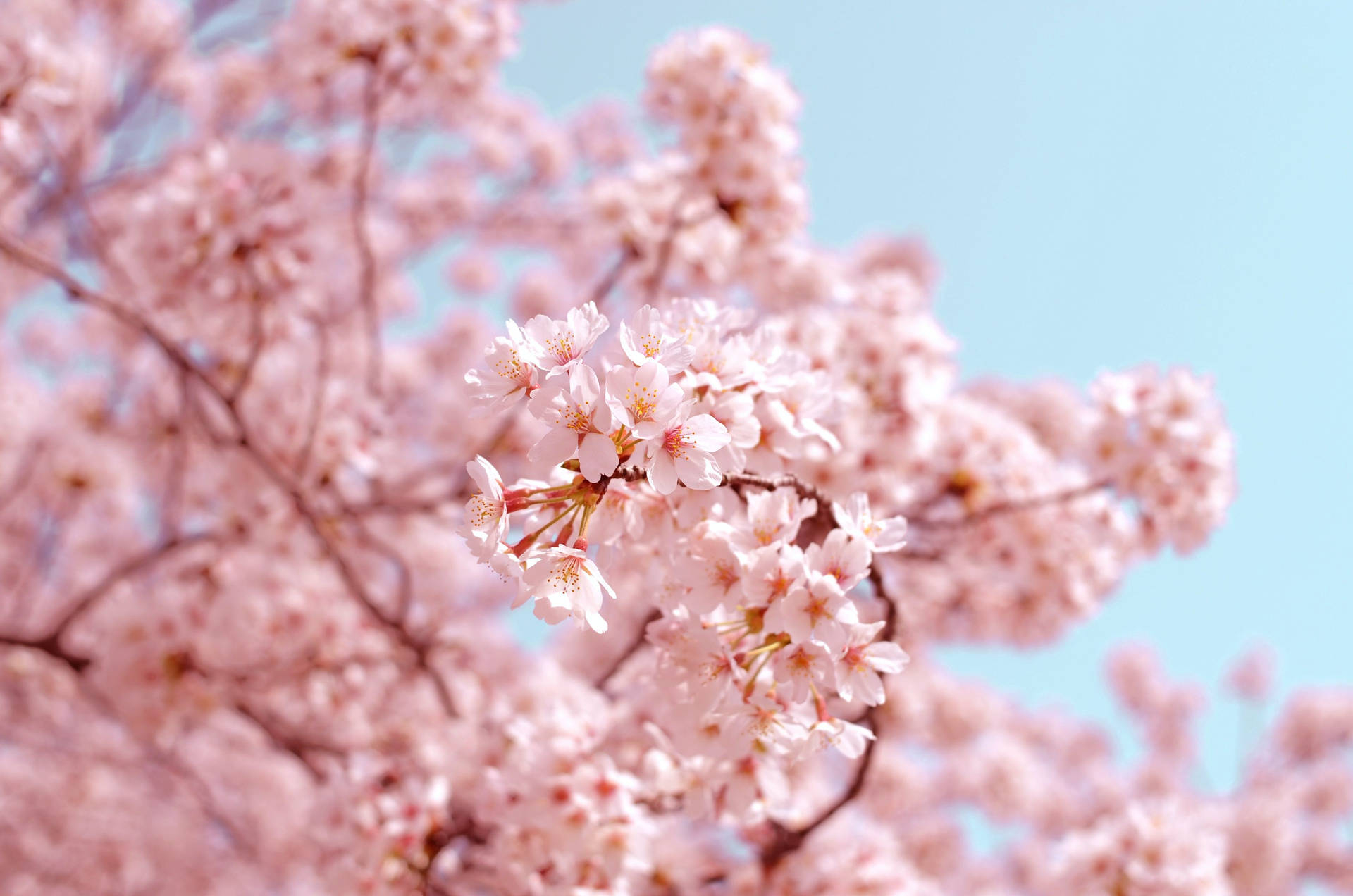 1920x1280 Spring Aesthetic Wallpaper, Desktop