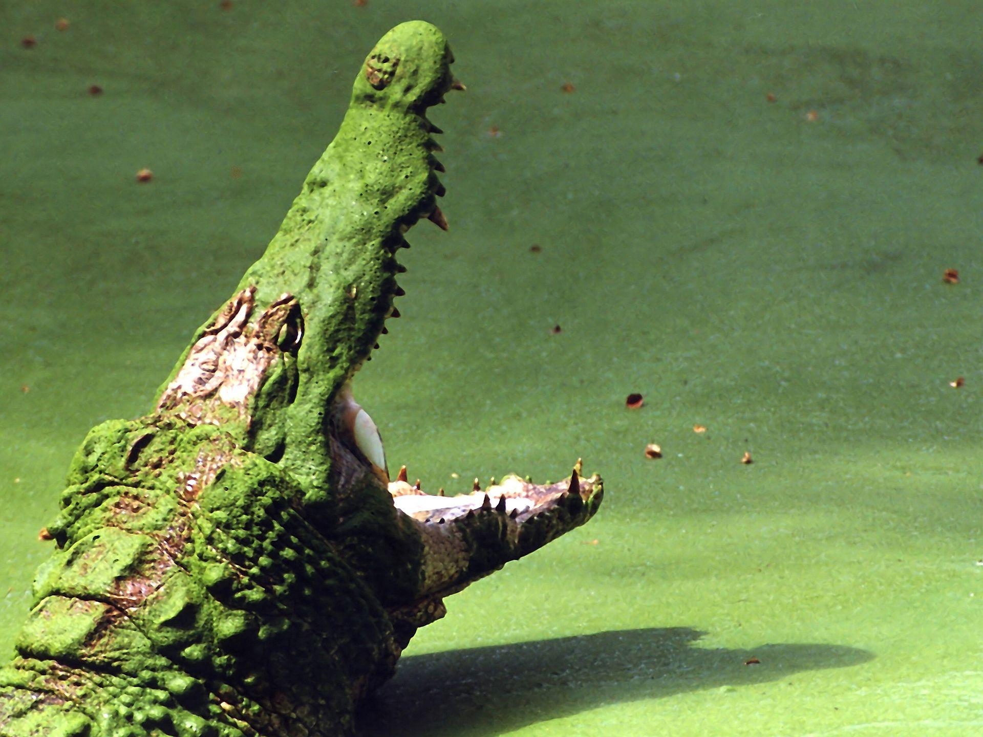 1920x1440 Crocodile Wallpaper, Quality Cool Crocodile Pics, Desktop