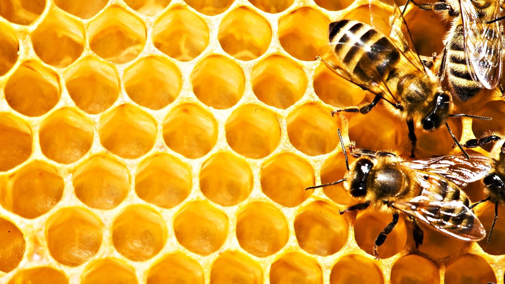 1920x1080 Group of Bee Wallpaper HD, Desktop