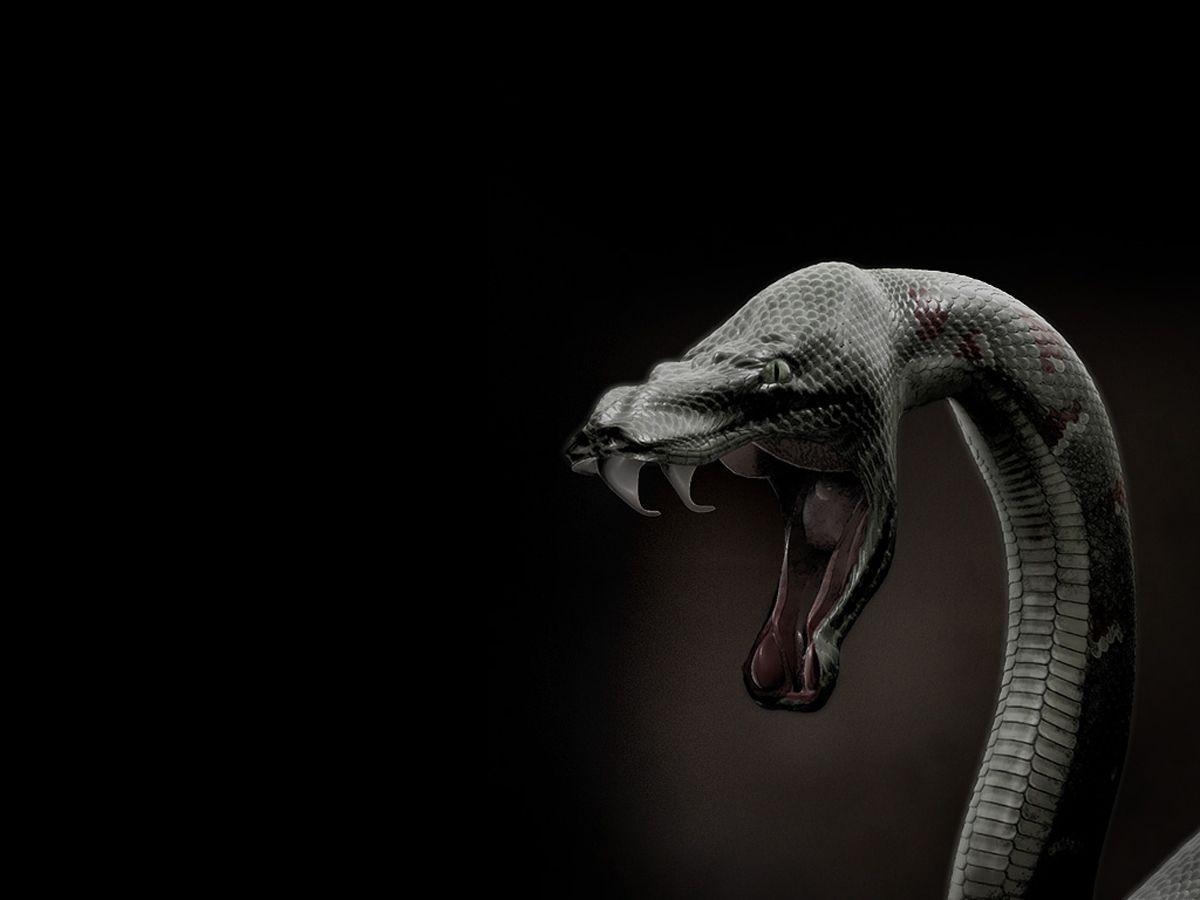 1200x900 Black Mamba Snake Wallpaper, Desktop