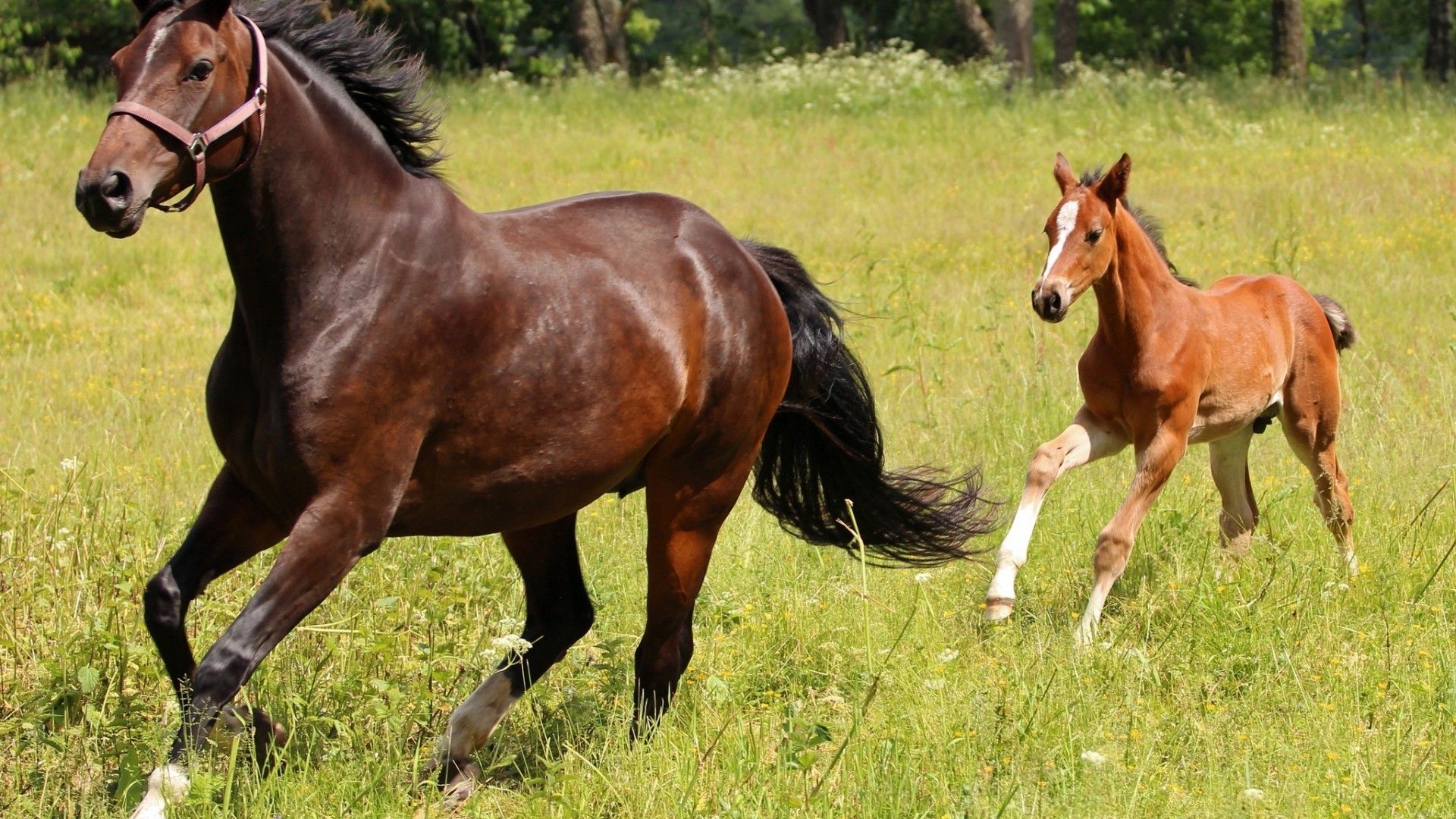 1920x1080 Horse with foal, Desktop