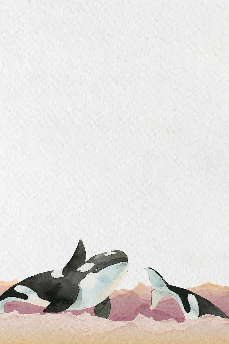 800x1200 Killer Whale Image Wallpaper, Phone