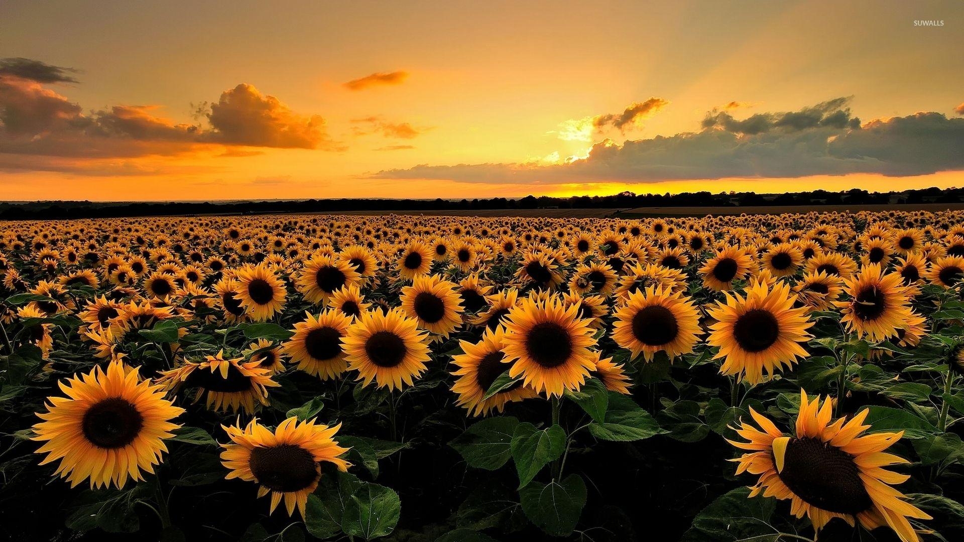 1920x1080 Sunflower Wallpaper Chromebook, Desktop