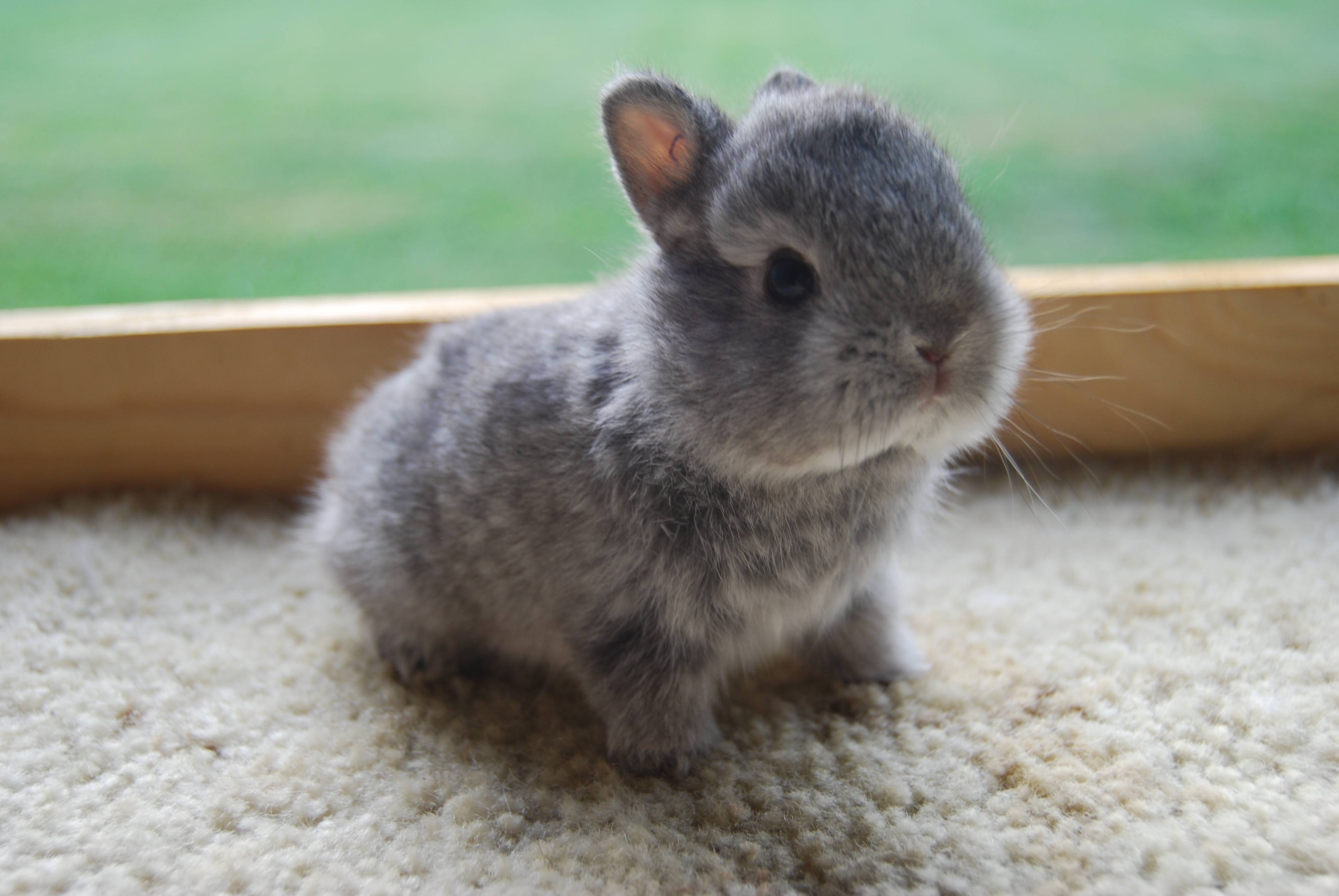 3880x2600 animals cute baby bunny, Desktop