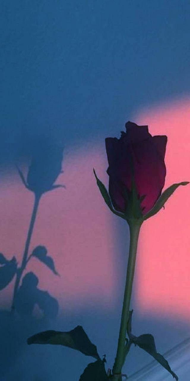 640x1280 Aesthetic rose wallpaper, Phone