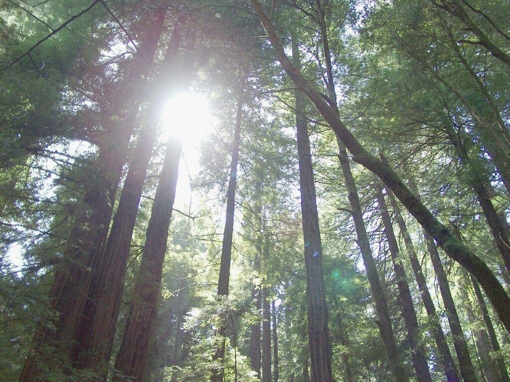 1030x770 Moon Sequoia Redwood Forest Wallpaper, Desktop