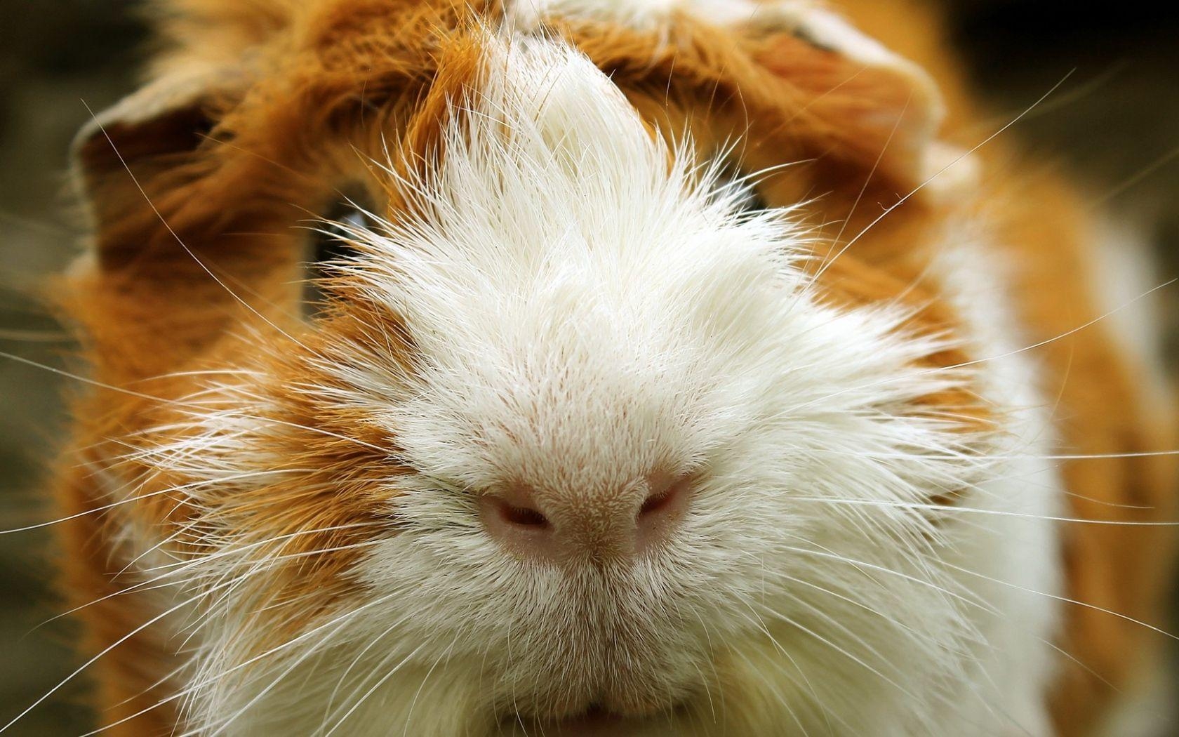 1680x1050 Guinea Pig Wallpaper, Desktop