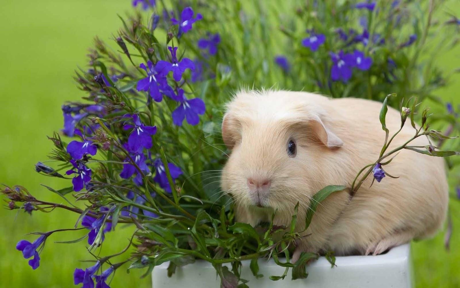 1600x1000 Guinea Pig Wallpaper HD Download, Desktop